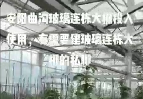 安陽曲溝玻璃連棟大棚（péng）投入使用