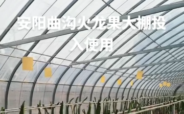 安陽曲溝火龍果大棚（péng）投入（rù）使用